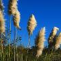 Pampas Grass (Cortaderia selloana): Escaped landscape plant. Can be invasive.